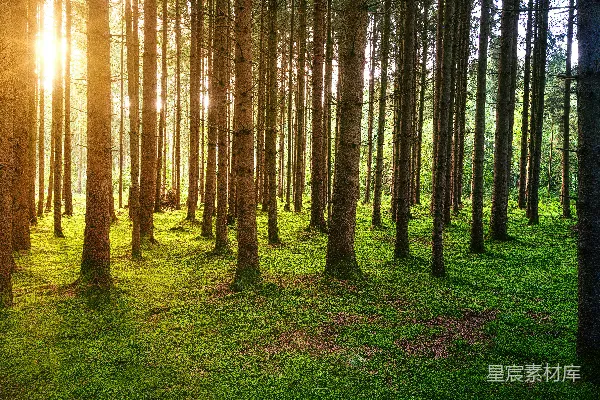 高清摄影 白天绿草地上棕色的树木