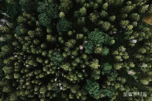 高清摄影 白天绿树丛生的绿色草地之景