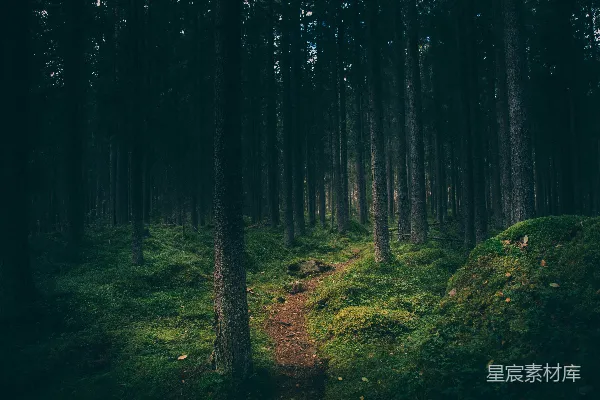 高清摄影 森林风景摄影