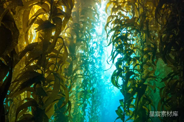 高清摄影 海底的海带森林沐浴在阳光下。