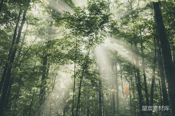 高清摄影 穿透树木的光线