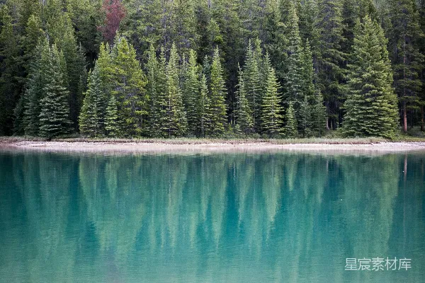 高清摄影 湖畔松树附近的风景摄影