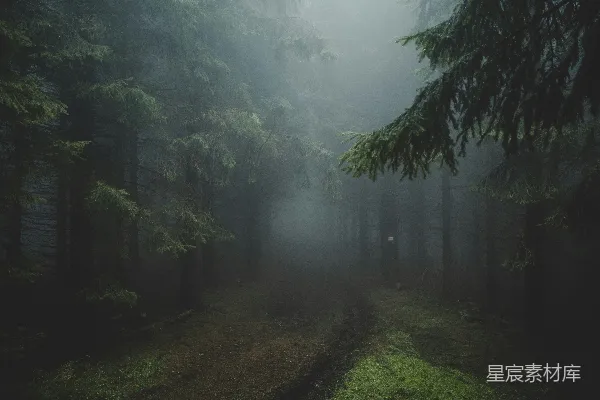 高清摄影 树和小径