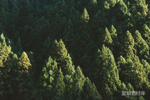 高清摄影 绿色树叶的 aerial 拍照
