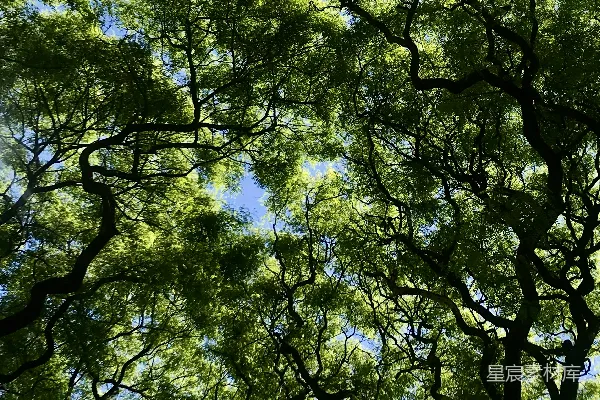 高清摄影 白天绿树蓝天下