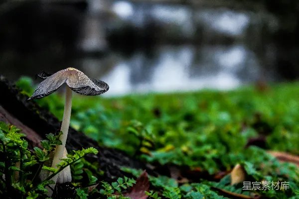高清摄影 黑棕色的蘑菇旁边是草