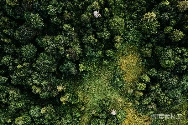 高清摄影 水面上的青苔绿藓