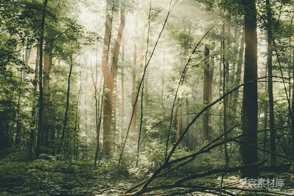 高清摄影 森林风景