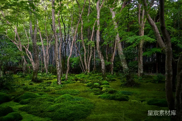 高清摄影 森林壁纸