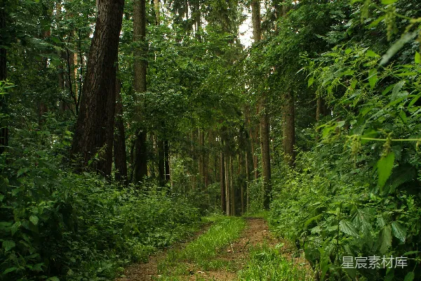 高清摄影 白天绿树间的一条棕色土路