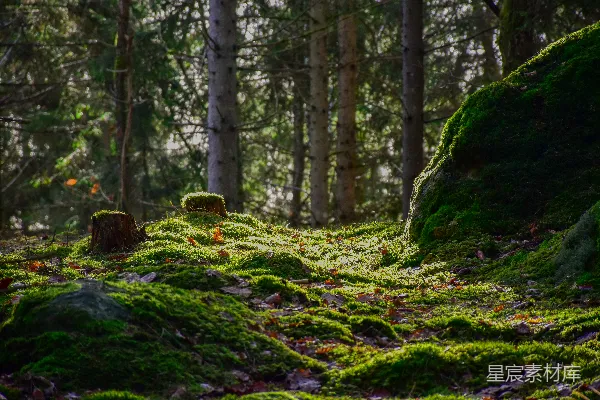 高清摄影 背景是树木的苔藓覆盖的森林。