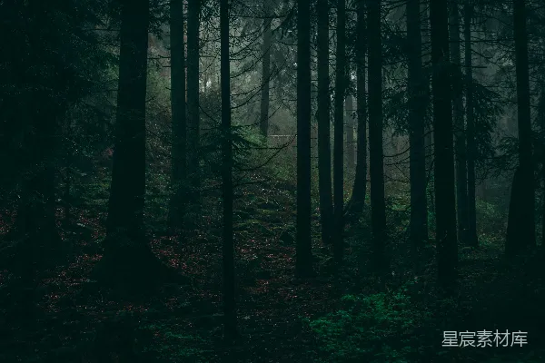 高清摄影 一片密布树木的黑暗森林