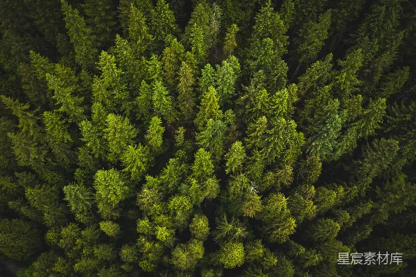 高清摄影 高角度拍摄的绿树