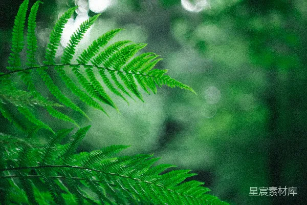 高清摄影 浅焦摄影绿蕨植物