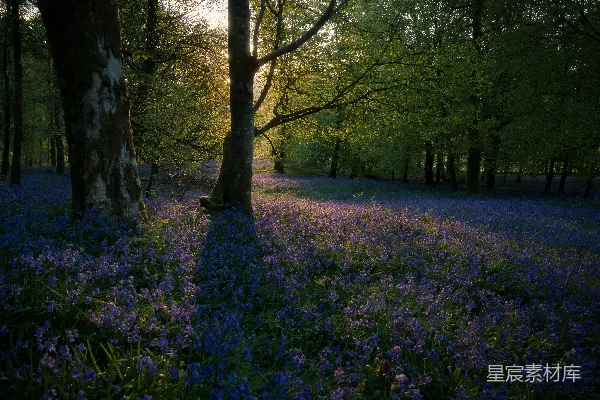 高清摄影 森林中的紫花