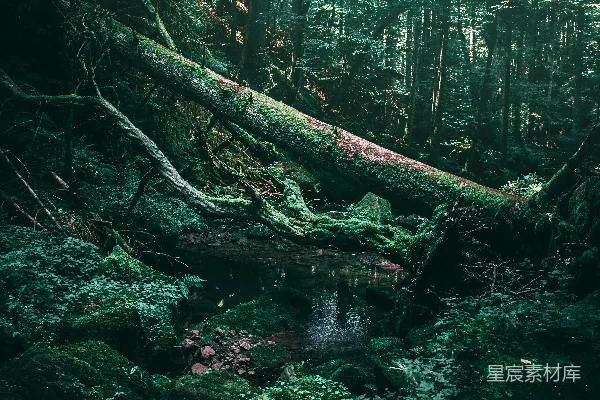 高清摄影 森林中的水域