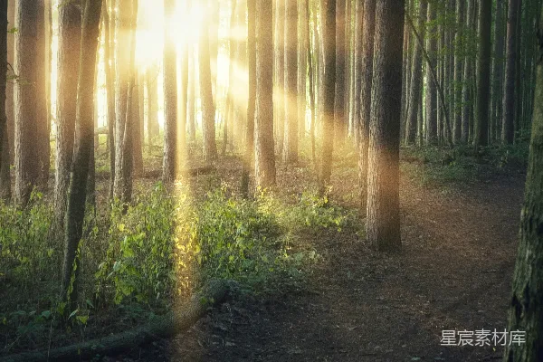 高清摄影 透过树丛的阳光照耀
