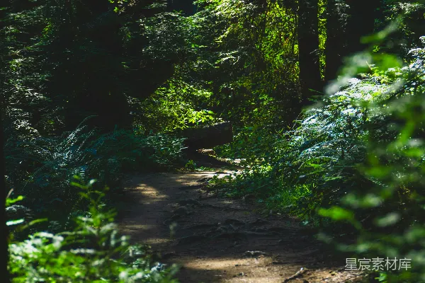 高清摄影 森林中一条树丛中的小路