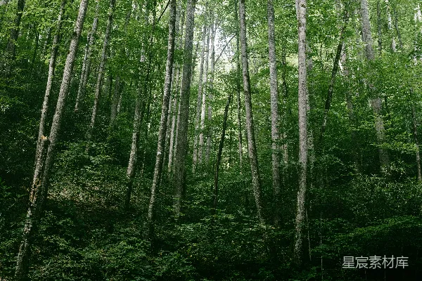 高清摄影 森林中的树