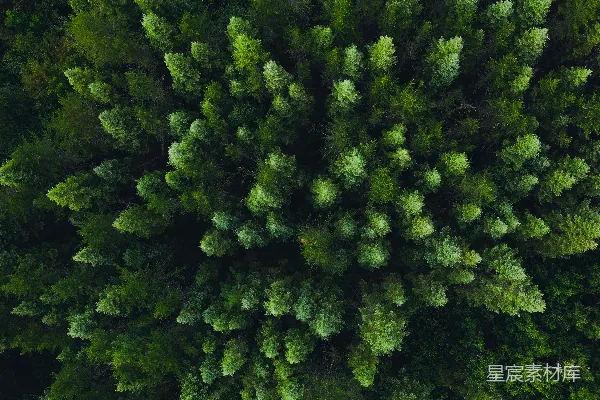 高清摄影 森林的空中俯视图，有许多树木