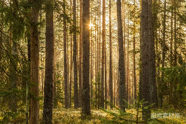 高清摄影 白天森林中的绿树