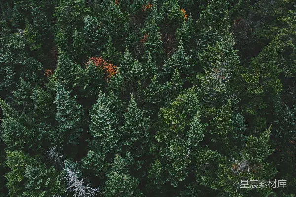 高清摄影 绿树成荫的 aerial 视角