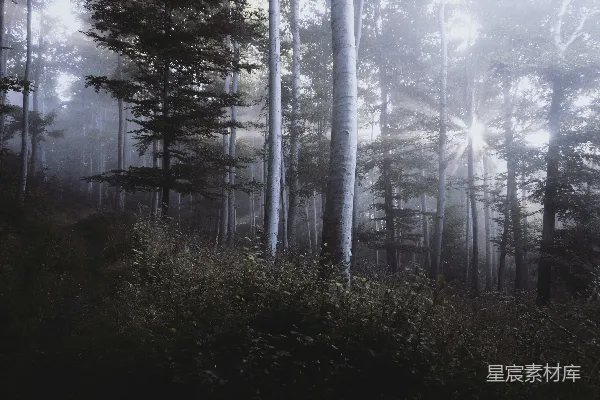 高清摄影 森林的风景摄影
