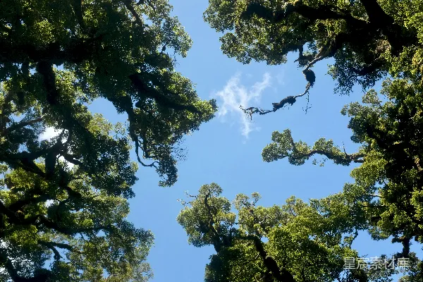 高清摄影 白天低角度拍摄的绿色树木下的蓝天白云照片