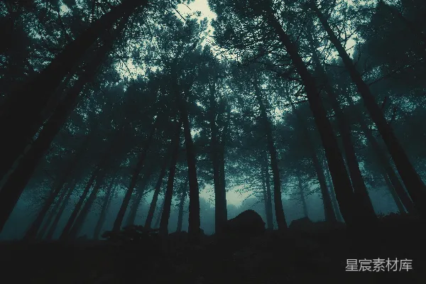 高清摄影 夜间低角度拍摄树木