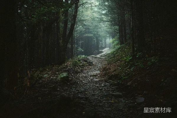 高清摄影 森林中一条中间的道路