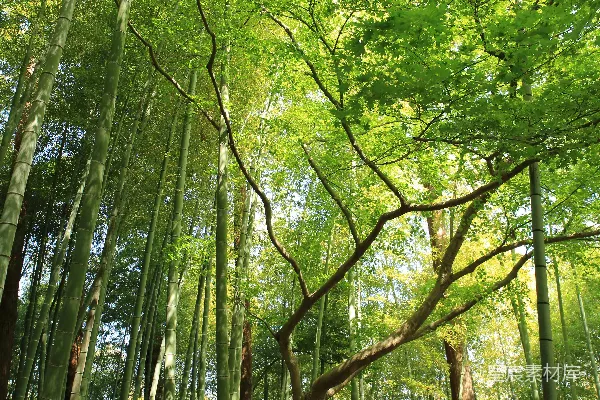 高清摄影 白天下的森林