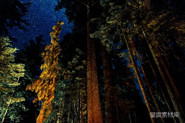 高清摄影 夜间在森林中露营