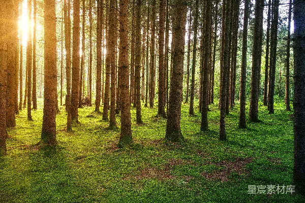 高清摄影 白天在绿色草地上的棕色树木