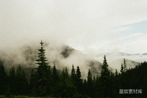 高清摄影 山边的树木