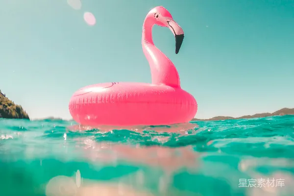 高清摄影 夏天粉色 flamingo 水圈泳环置于水面