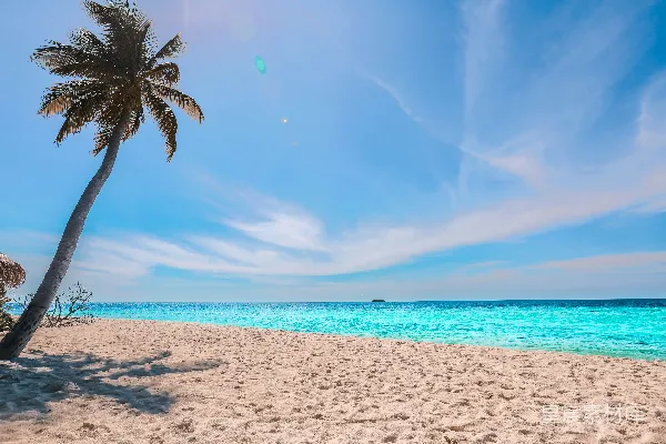 高清摄影 海滩上的棕榈树在白天