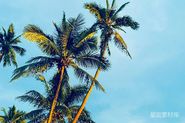 高清摄影 白天蓝天下椰子树的景象