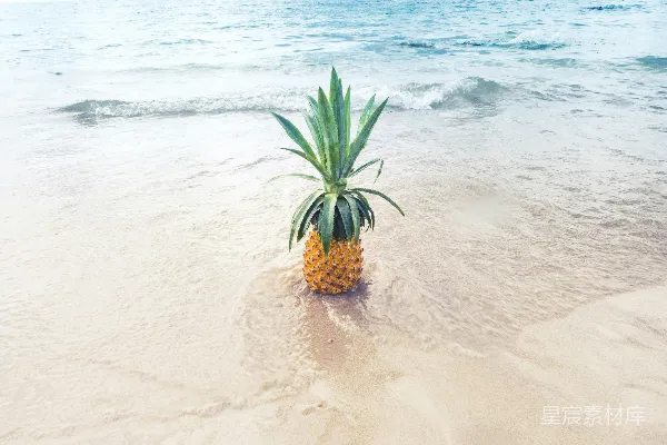 高清摄影 海滩白天菠萝水果旁边