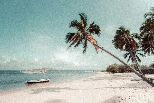 高清摄影 海滩旁椰子树下
