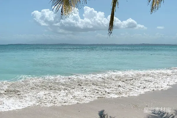 高清摄影 海滩上的绿棕榈树在白天