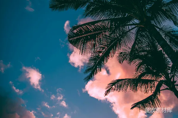 高清摄影 低角度拍摄的棕榈树照片