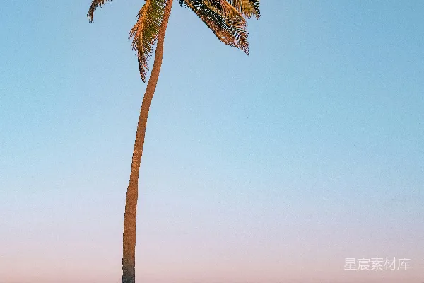 高清摄影 海边的棕榈树