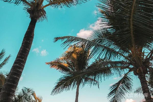 高清摄影 海岸边三棵椰子树