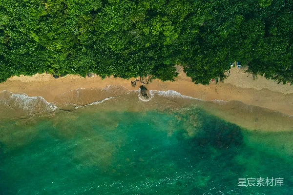 高清摄影 海滩和树木的空中视角