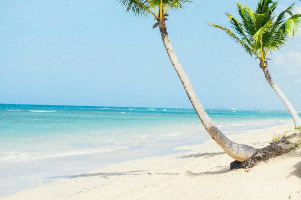 高清摄影 海滩岸边白天棕榈树
