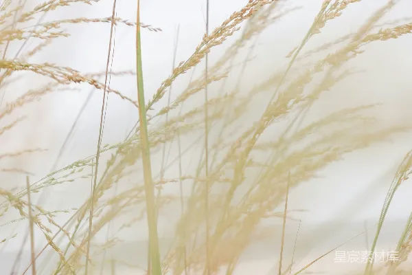 高清摄影 海滩上的草在风中摇曳。