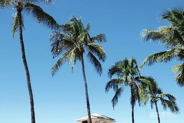 高清摄影 海岸上的椰子树