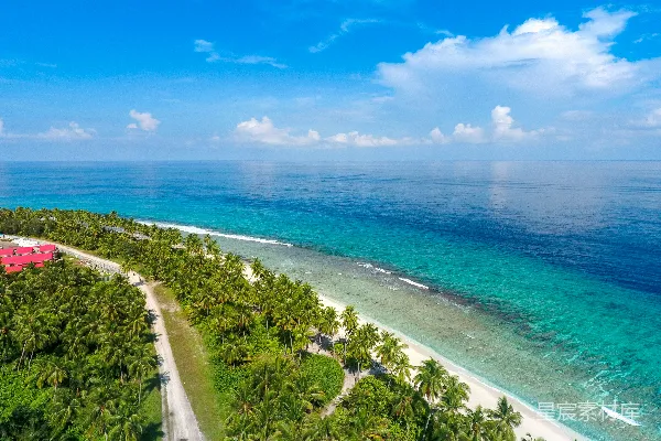 高清摄影 海边椰树的 aerial 视角