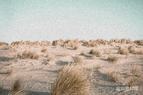 高清摄影 白天的棕色草地