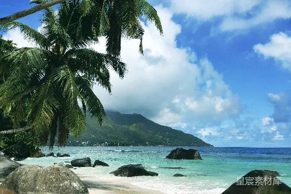 高清摄影 白天海滩岸边的棕榈树